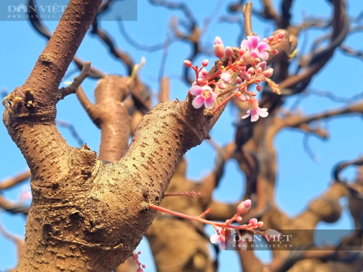 Cây cổ thụ vỏ sần sùi như da voi, giá hơn 2 tỷ đồng - Hình 3 Cay co thu vo san sui nhu da voi, gia hon 2 ty dong-Hinh-3