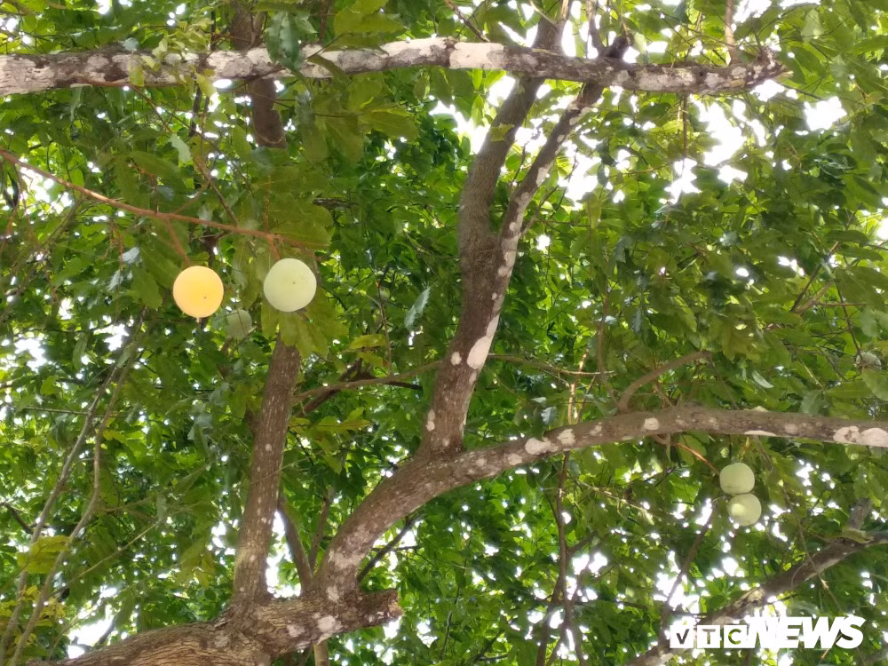 “Hàng năm, cứ đến tháng 2 âm lịch, 5 cây thị này rụng hết lá chỉ còn trơ cành. Sau một thời gian, cây thị mọc lên những cành lá mới, kết hợp ra hoa kết trái. Mùa thị chín là từ cuối tháng 6 đến rằm tháng 7 âm lịch, những ngày này thị chín vàng trên cây, tỏa hương thơm”, ông Thưởng chia sẻ.
