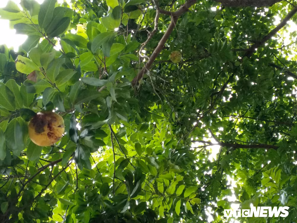 Do gia đình ông Thưởng không hái quả nên nhiều quả thị chín rụng trên cây.