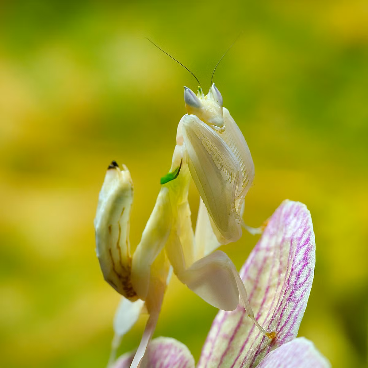 Bọ ngựa hoa Flower Mantis. Điểm độc lạ của loài côn trùng này là chúng rất giống những bông hoa nhỏ có màu sắc sặc sỡ với nhiều hình dáng khác nhau. Đặc biệt là bọ ngựa hoa lan chúng có khắp nơi và rất đẹp.