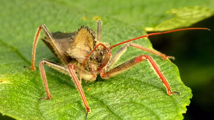 Rệp sát thủ Assassin Bugs: Cấu tạo ống miệng của chúng cho phép đâm và tiêm chất độc hóa lỏng vào cơ thể con mồi. Chất này làm tê liệt và biến nội tạng thành chất lỏng, phá hủy hoàn toàn cơ thể con mồi. Cuối cùng chúng hút lại chất lỏng ấy vào cơ thể.
