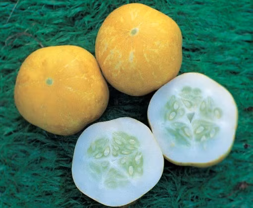 Quả dưa có màu vàng nhạt, kích thước từ 8-12cm.