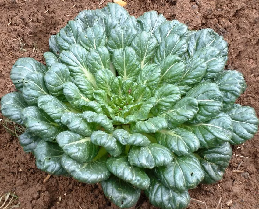 Một giống rau cải bẹ xanh có tên gọi cải Tatsoi (hay cải Brassica narinosa, cải thìa) được nhiều bà nội trợ yêu thích vì hình dáng độc lạ và giá trị dinh dưỡng dồi dào mà chúng mang lại cho người ăn.