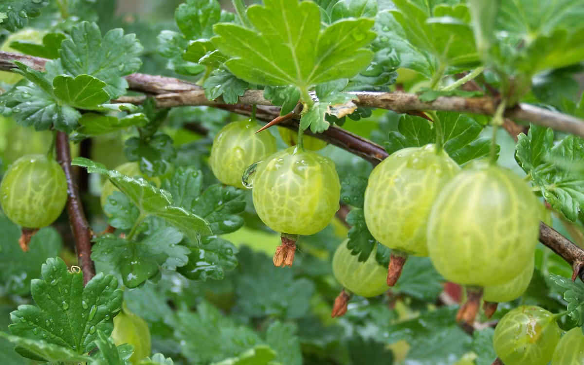 Tại Ấn Độ, chúng được gọi là quả Amla. Các loại dầu từ quả này được phụ nữ Ấn Độ sử dụng để chăm sóc tóc và da đầu.
