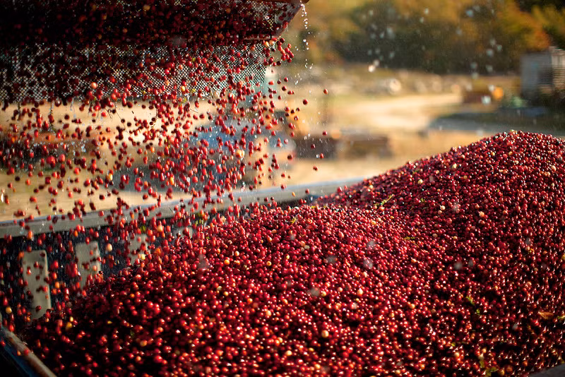 Cranberry là một trong những loại thực phẩm được canh tác rộng rãi khắp các tiểu bang Hoa Kỳ và Canada. Các nhà vườn phất giàu nhờ loại quả này không phải là hiếm. Đặc biệt là những nhà vườn dùng việt quất dây leo chế biến rượu.