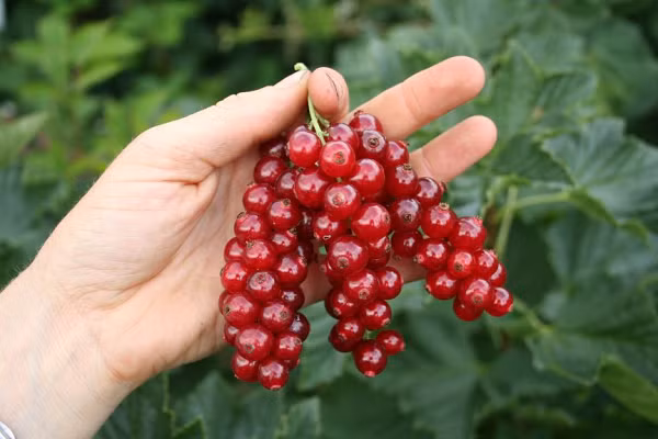 Quả Ribes rubrum hay còn gọi là nho đỏ, có nguồn gốc từ một số nước Bỉ, Pháp, Na Uy, Thụy Điển, Đức, Hà Lan... được nhiều người yêu thích vì hương vị và hình dáng căng mọng của chúng.