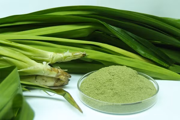 Lá dứa cũng được nhiều người tìm mua để làm bánh trung thu. Theo chị Minh Anh (25 tuổi, Hàng Bồ, Hà Nội): "Tôi mua lá dứa vì cho màu xanhd đẹp lại có mùi thơm thoang thoảng. Ở chợ Châu Long, chợ Hôm, chợ dốc Tam Đa đều có, giá mua khoảng 20.000 -30.000 đồng/kg".