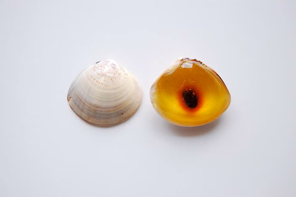 Bánh ngọc trai. Chiếc bánh được sáng tạo quá sức tinh tế. Bên ngoài là lớp Yokan màu hổ phách, ở giữa là một hạt đậu đỏ ninh đường rất mềm, rất ngọt. Để một thời gian thì màu từ hạt đậu sẽ phai ra một chút khiến người ta có cảm giác đây là một viên ngọc thô đang kết tinh lại. Sử dụng vỏ ngao làm khuôn bánh và cũng để trang trí, người thợ thực quá sáng tạo.
