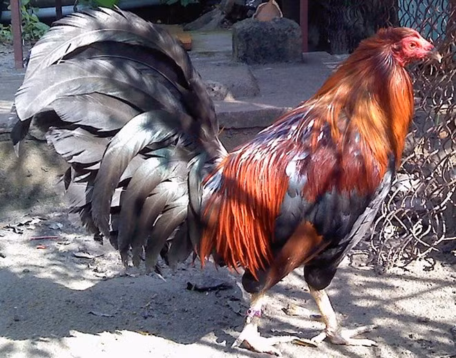 Một con gà chọi Mỹ được người bán rao giá hơn 15 triệu đồng. Ảnh: A.T