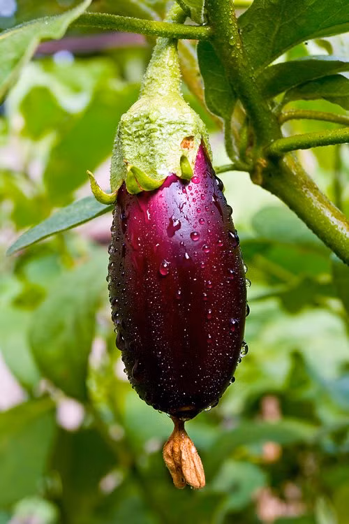 Chú ý kiểm tra sâu bệnh thường xuyên để có biện pháp phòng trị kịp thời. Các đối tượng gây hại chính là sâu xám, sâu ăn lá, bọ rùa chấm, nhện đỏ, rệp... Dùng các loại thuốc trừ sâu như trong danh mục cho phép để phun trừ. Tránh để bị úng ngập nhằm tránh các bệnh hại do nấm và vi khuẩn như lở cổ rễ, thối gốc,...