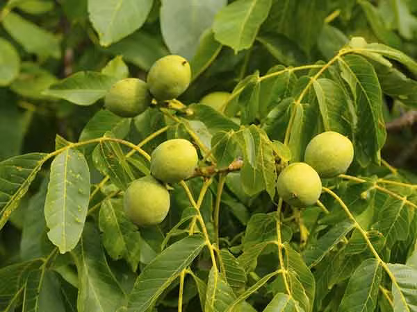 Lá óc chó có đặc tính làm se giúp chữa lành bệnh nhiễm trùng và điều trị viêm âm đạo. Ngâm lá trong nước và đun sôi khoảng 20 phút rồi để nguội và dùng nó để vệ sinh âm đạo 3 lần mỗi ngày.