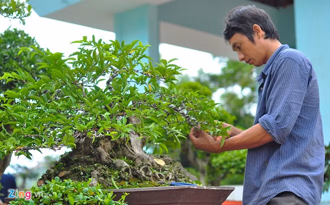 Theo anh Hồng Phước Thắng, thành viên Câu lạc bộ Bonsai Hòa Thuận (huyện Chợ Lách, Bến Tre), anh đưa gần 100 chậu cảnh lớn nhỏ về Đồng Nai tham gia chợ phiên. Cây mai thế tứ diện, tuổi đời 80 năm của anh được một người hỏi mua với giá 50 triệu đồng nhưng anh không bán. "Cây đẹp và do ông nội để lại nên tôi để trưng bày", người này nói.