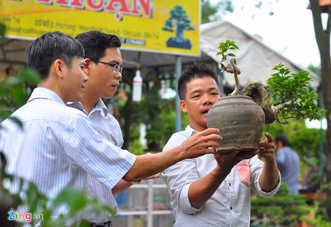 Một chủ vườn đang chào bán cây hoa giấy dáng rồng trồng trong hũ sành.