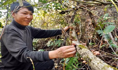 Anh Sùng A Chư cho biết, nghề luồn rừng sâu hái nấm hương rừng là công việc nhọc nhằn, vất vả.