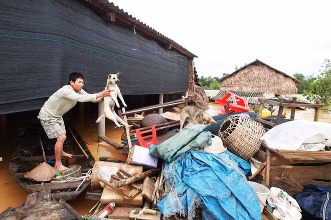 Các xã thuộc huyện Hương Khê là “rốn lũ” của Hà Tĩnh. Người dân nơi đây đã sớm học cách sống chung cùng lũ. Trong ảnh là ông Nguyễn Văn Hà (xã Phương Điền) đang di chuyển đàn chó và vật dụng cá nhân của gia đình lên thuyền để tránh hư hại. 