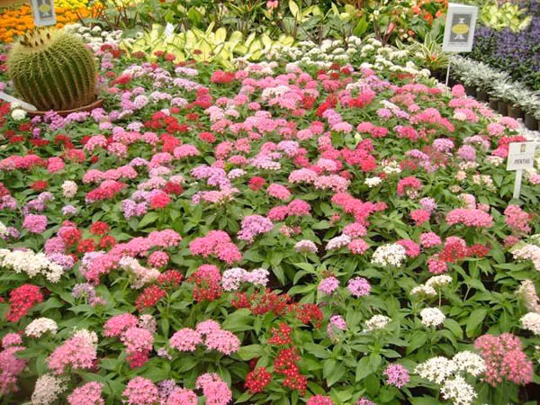 Hoa diễm châu là một cụm tròn gồm những bông hoa nhỏ hình ngôi sao. Trong thời tiết ấm áp, hoa diễm châu nở liên tục. Ảnh saigonhoa.