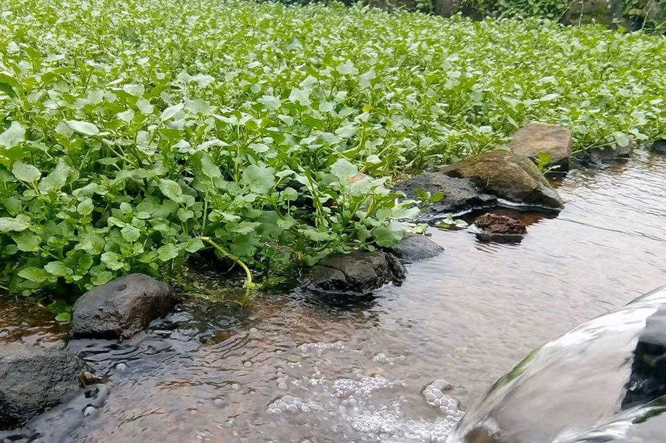 Rau liệt là loại rau ưa lạnh, sống lâu năm và lớn nhanh. Loại rau "tuyệt đối sạch" này chỉ ưa môi trường nước sạch. Ảnh rauliet.