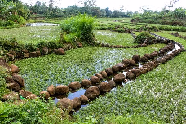  Mùa rau liệt bắt đầu khoảng từ tháng 10 đến tháng 3 năm sau. Ảnh blogspot.