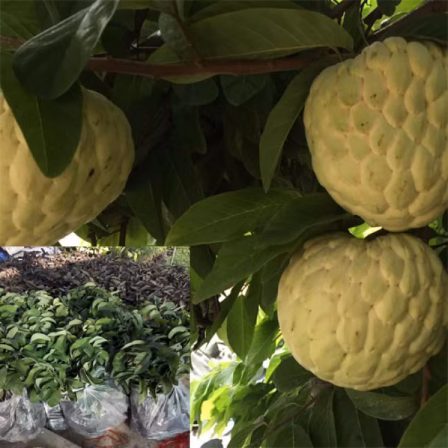 Na Hoàng hậu có xuất xứ từ Thái Lan, hiện đã được trồng thành công ở các tỉnh miền Tây và ở huyện Chi Lăng (Lạng Sơn). Ảnh thontrangseeds.