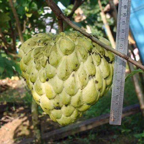 Cây na Hoàng hậu có thể trồng ở đồng bằng, ven biển hay trên cao nguyên. Yêu cầu đất không quá chua hay bị ngập úng. Ảnh chocuoituan.