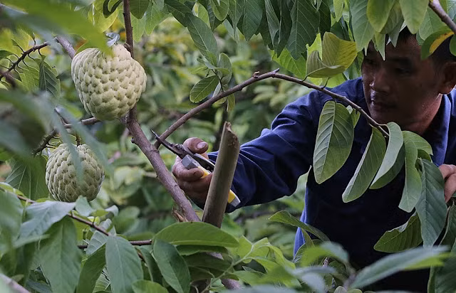  Giống na Hoàng hậu quả to, ít hạt, mắt na sáng mịn, vị thơm ngon. Trọng lượng của na Hoàng hậu gấp 3-4 lần na bình thường, từ 0,5kg - 1kg mỗi quả. Ảnh blogspot.