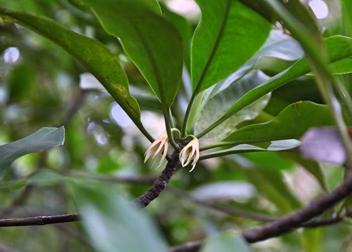Gỗ cây vẹt đen có thể được sử dụng để đóng đồ dùng thông thường hoặc dùng trong xây dựng. Vỏ cây được dùng nhuộm lưới và thuộc da. Ảnh Northqueenslandplants.