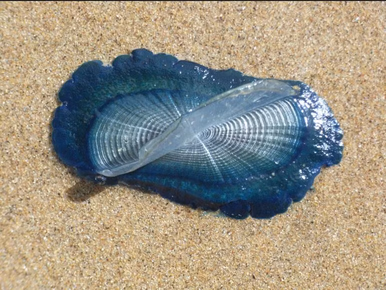 Các xúc tu của sứa buồm velella có chứa độc nhưng may mắn là chất độc này không gây nguy hiểm cho con người. Ảnh Wikimedia.