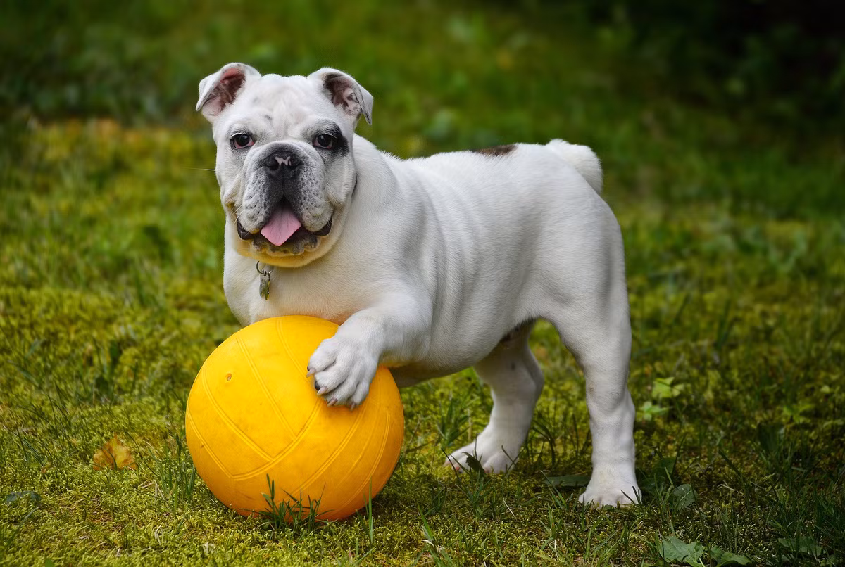 Chó mặt bò được nuôi để canh giữ nhà rất tốt. Ảnh dogbreedswallpapers.