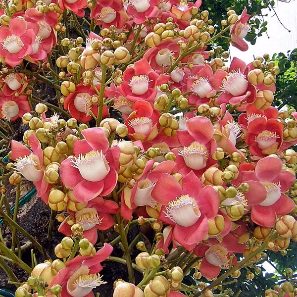 Hoa sala thường được trồng trong sân chùa của các quốc gia như Lào, Myanmar, Thái Lan, Sri Lanka, Campuchia và một số chùa Khmer Nam bộ của Việt Nam. Ảnh hoasaigon.