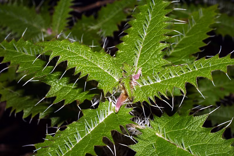 Gai của cây Urtica ferox chứa chất độc triffydin gây phát ban, ngứa, viêm da, tê liệt vận động, tụt huyết áp, co giật, mờ mắt, thậm chí là chết người. Ảnh auckland.