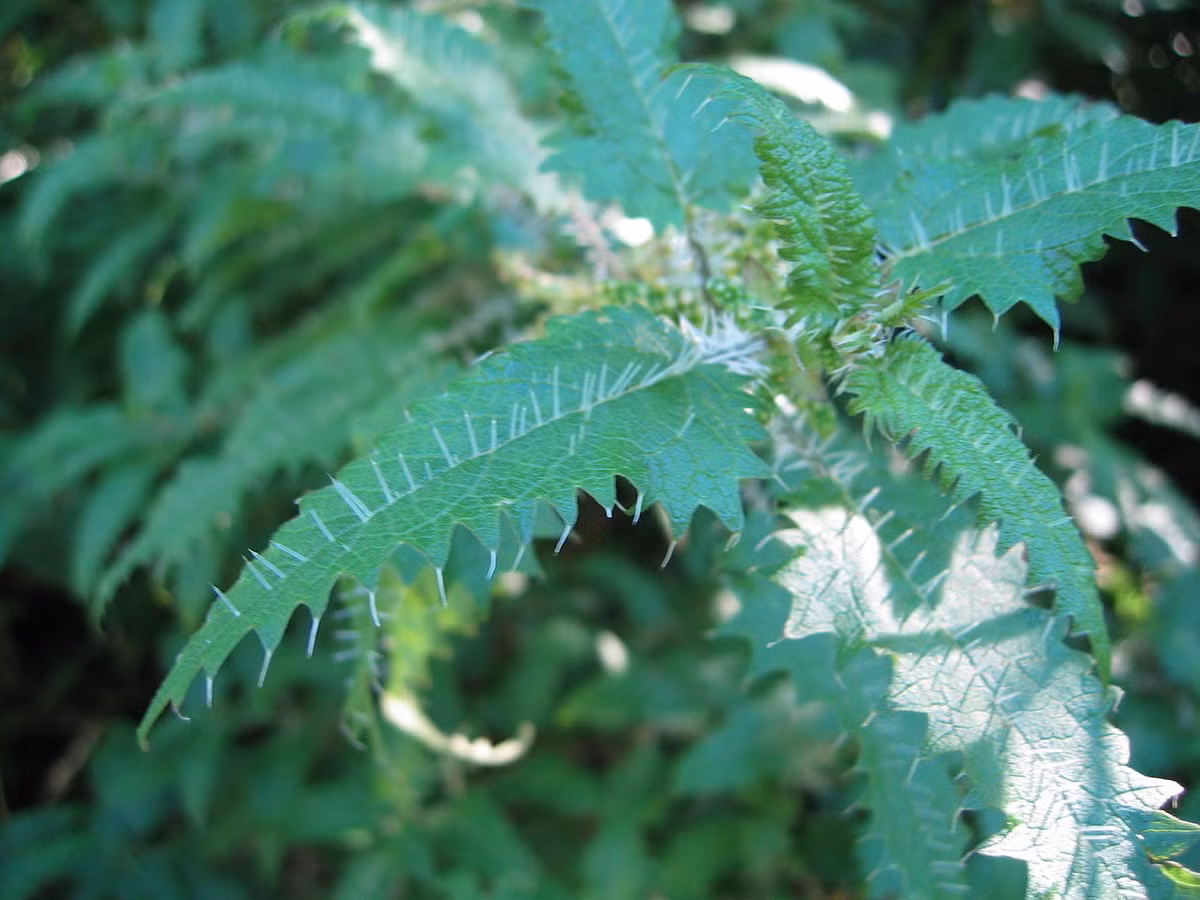 Cây Urtica ferox là một loại cây tầm ma, cây bụi thân gỗ lớn với những chiếc gai dài chứa độc - vũ khí tối thượng của loài thực vật này. Ảnh wikipedia.