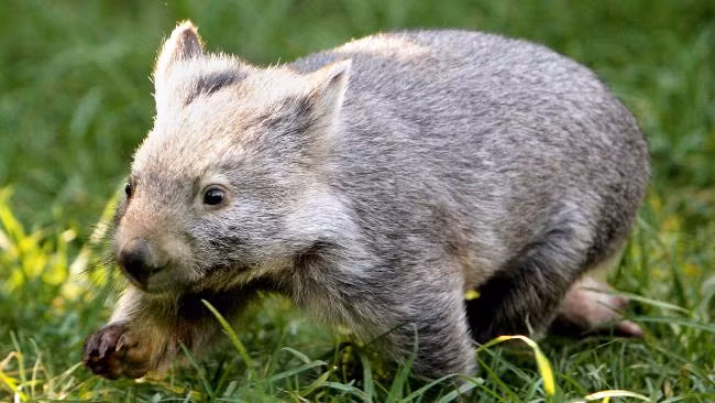 Gấu túi Wombat là loài thú có túi với ngoại hình hơi giống loài gấu, sống đơn độc, cơ thể tròn trịa với bộ lông dày. Ban ngày, chúng ở trong hang nên khó có thể nhìn thấy. Ảnh thvl.