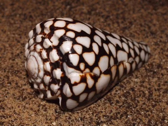 Nọc độc của ốc Marbled Cone có thể khiến nạn nhân tê liệt chân tay, mắt mờ và ngừng thở chỉ sau vài tiếng đồng hồ. Ảnh pinimg.