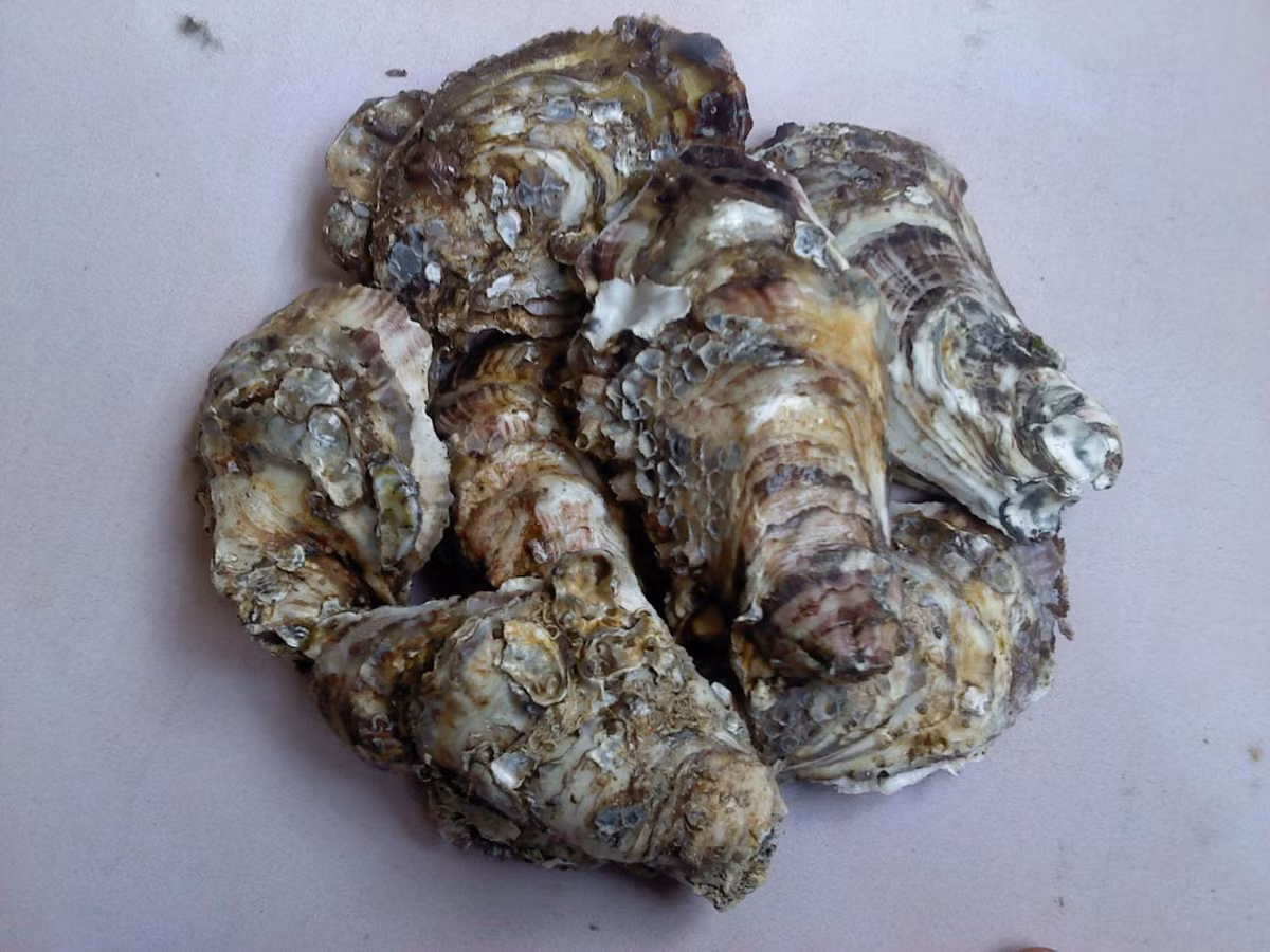 Mùa hà cồn kéo dài từ tiết chính đông cho đến hết mùa xuân năm sau. Đây là lúc hà cồn béo đặc và cho năng suất nhất. Ảnh hongphong.