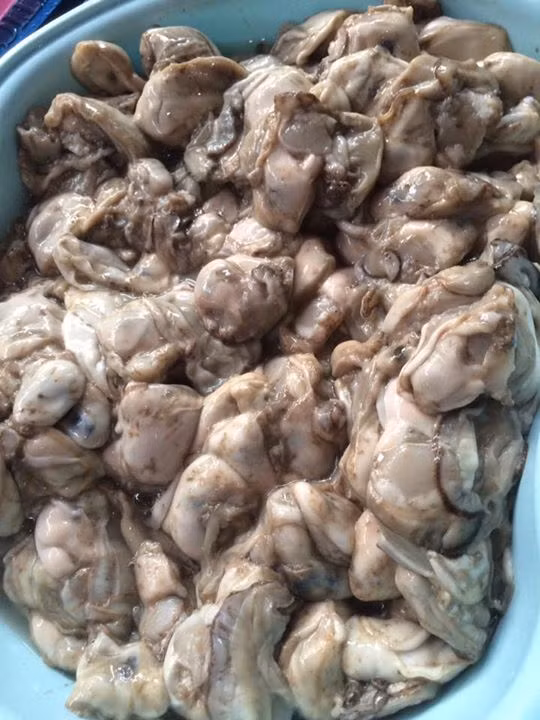 Hà cồn sống bám vào các dải đá dưới lòng sông và kết vào nhau thành tảng như san hô. Ảnh chotrerangoaichoi.