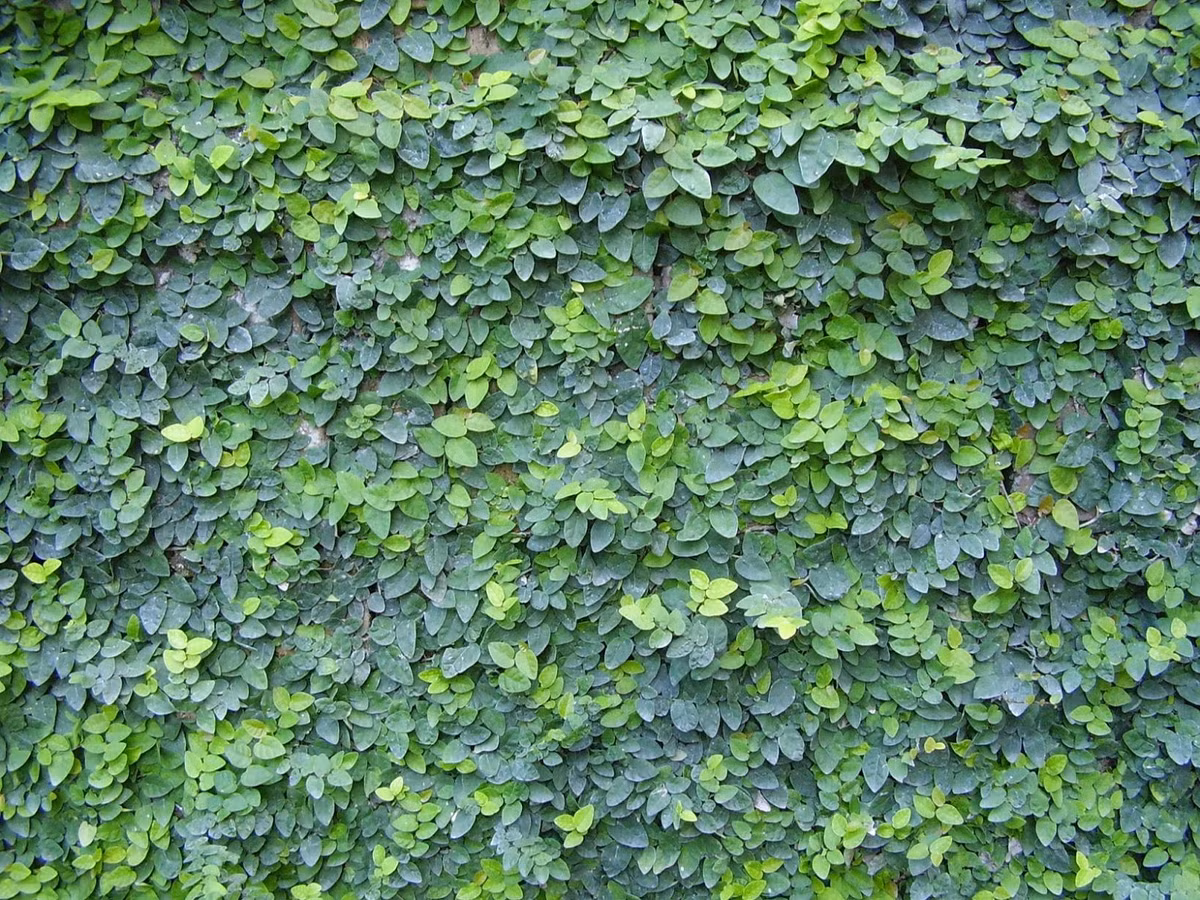 Cây thằn lằn có nguồn gốc từ Đông Nam Á. Trên thế giới, nó được tìm thấy ở các hòn đảo phía nam của Nhật Bản, miền đông Trung Quốc. Ảnh blogspot.