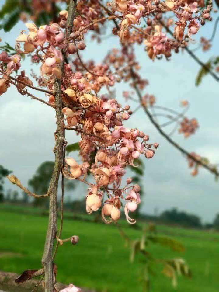 Cây ô môi có tên khoa học là Cassia grandis, thuộc họ vang. Loại cây này rất dễ trồng và có thể nhân giống bằng hạt. Ảnh foody.