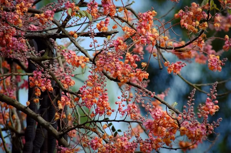 Cơm quả ô môi màu nâu đen, vị ngọt chát nhẹ, mùi hắc, được dùng ngâm rượu làm thuốc bổ để uống bồi bổ sức khỏe hoặc nấu cao mềm làm thuốc uống kích thích tiêu hóa, nhuận tràng. Ảnh baogiaothong.
