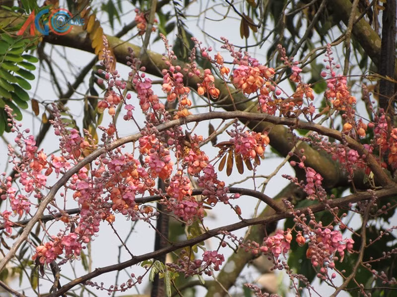 Đặc biệt, quả ô môi khi già, khô cứng có thể bảo quản trong nhà vài năm mà không bị hư hỏng. Ảnh infonet.