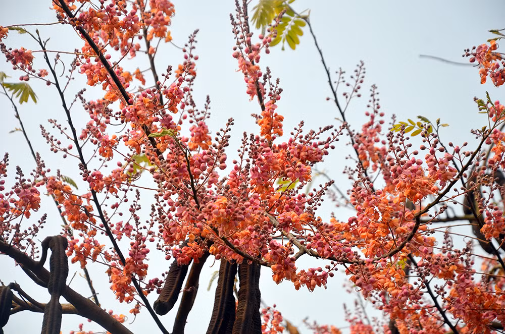 Cây ô môi ra hoa suốt cả mùa xuân và đến đầu hè thì cho ra trái. Vì vậy mà hoa ô môi còn gọi là hoa báo xuân. Ảnh hoinhanong.