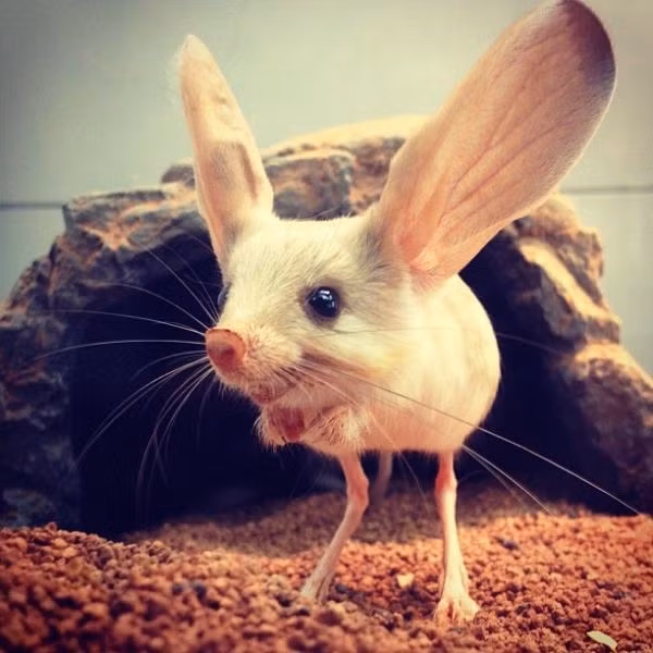 Chuột nhảy Jerboas di chuyển giống như chuột túi đó là nhảy cà tưng. Chúng sử dụng chiếc đuôi dài của mình để giữ thăng bằng khi nhảy. Ảnh Dkn.
