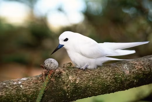 Chim nhàn trắng cũng nuôi con ngay trên cành cây. Chim mẹ thường kẹp trứng hoặc chim con vào giữa hai chân của mình để khỏi bị rơi. Ảnh superstock.