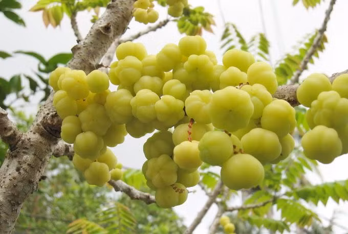 Ngoài ăn tươi, từ quả chùm ruột có thể chế biến thành nhiều món ngon như ngâm rượu làm mứt, nấu canh cá rô... Ảnh blogspot.