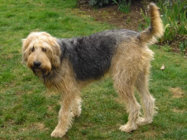 Chó săn rái cá được lai tạo giữa loài chó Bloodhound với dòng chó sục Griffons và Harriers. Ảnh 101dogbreeds.