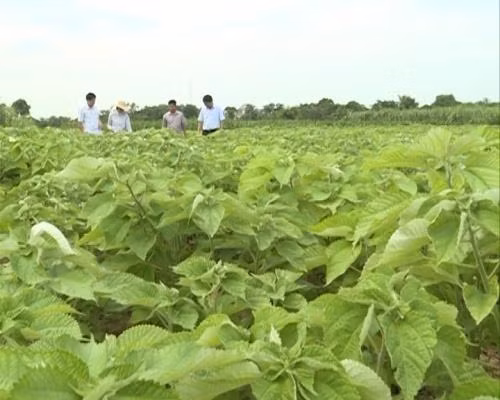 Cây gai xanh là loài cây dễ trồng, ít kén đất, có thể trồng bằng gốc hay giâm cành vào mùa xuân. Ảnh dantocmiennui.