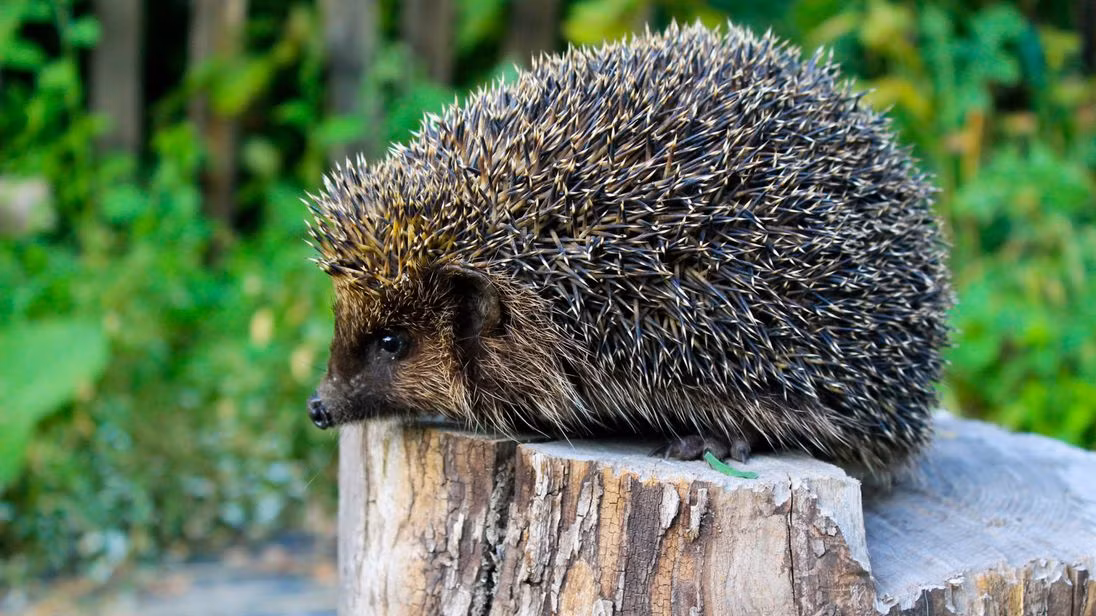 Nhím Hedgehog có thể xơi tái những con rắn độc như ăn kẹo mà không làm sao nhờ khả năng miễn dịch nọc độc của rắn của chúng. Ảnh sky.
