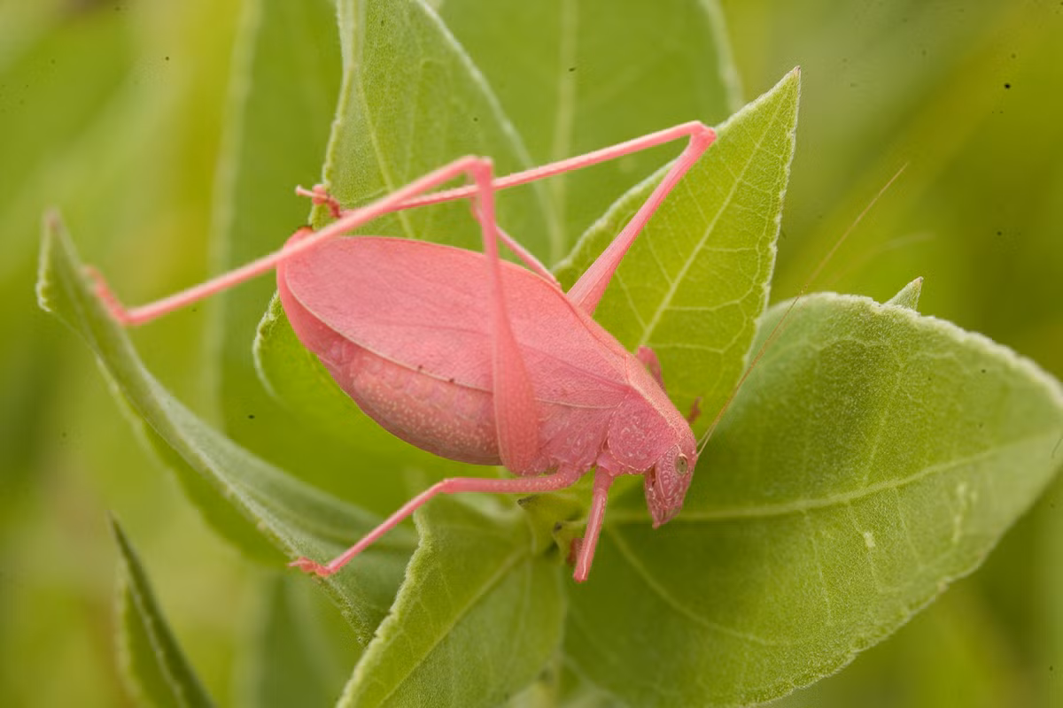 Châu chấu Katydid có hai chiếc râu dài, mỏng, thậm chí có thể dài vượt quá chiều dài cơ thể nó. Ảnh mo.