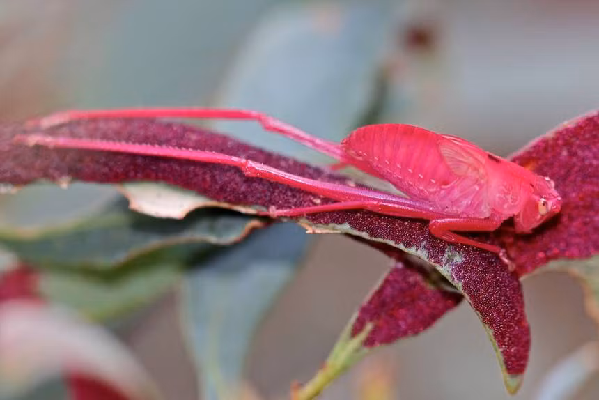Được biết, màu hồng mà châu chấu Katydid có được là từ chế độ ăn uống của chúng. Ảnh treehugger