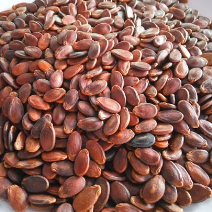 Nhân hạt dưa có vị béo, thơm rất đặc trưng. Ảnh Webbnc.