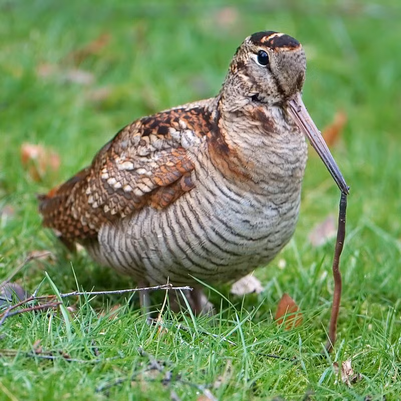  Chim dẽ gà có tên khoa học là Scolopax rusticola và được tìm thấy trong khu vực khí hậu ôn đới và cận Bắc Cực lục địa Á- Âu. Ảnh wikiwand.